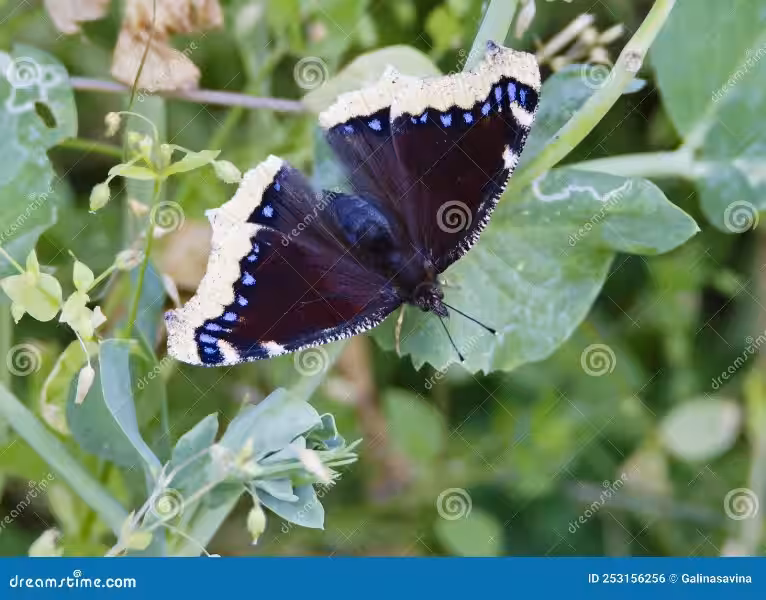 mariposa_latin