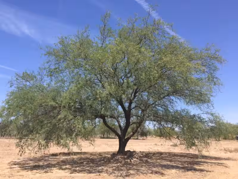 mezquite_arbol