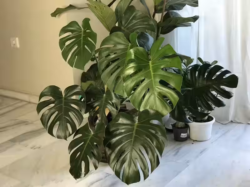 monstera_deliciosa_cuidados