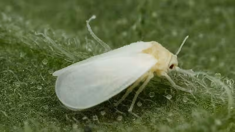 mosca_blanca