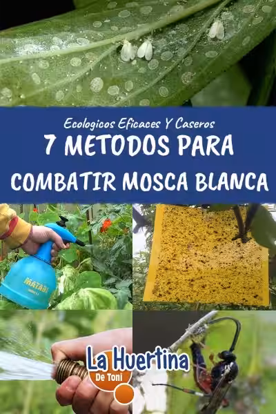 mosca_blanca_eliminar