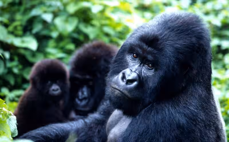 mountain_gorilla