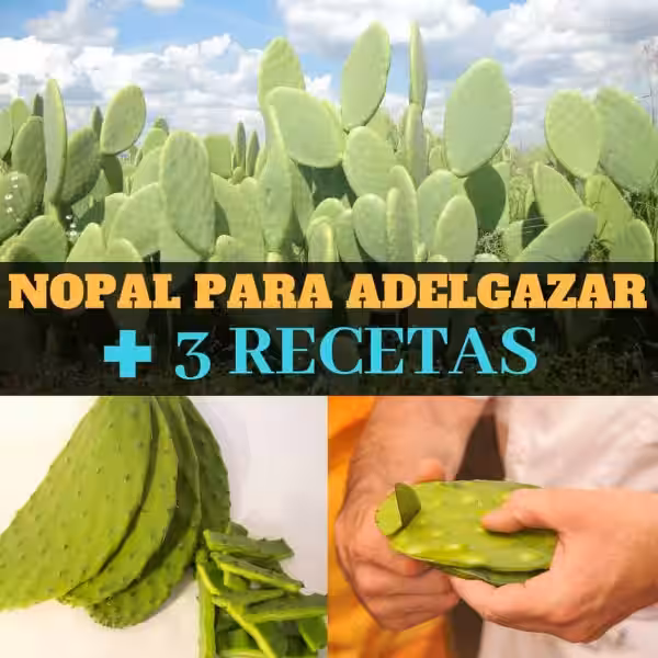 nopal_para_adelgazar