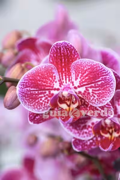 orquideas_phalaenopsis