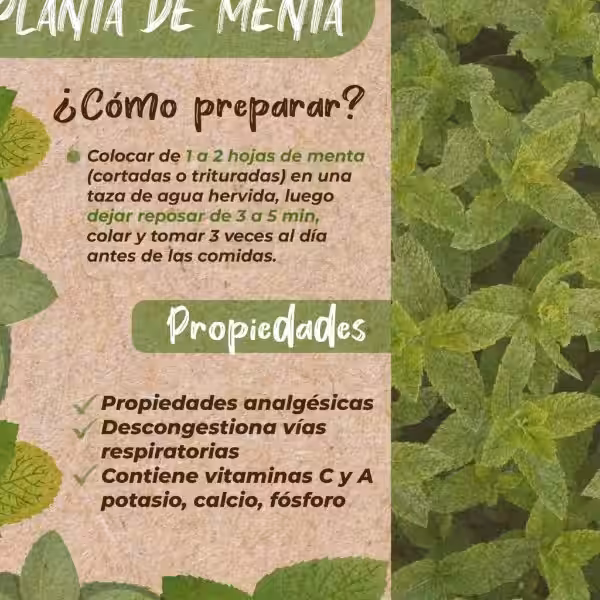 planta_de_menta_cuidados