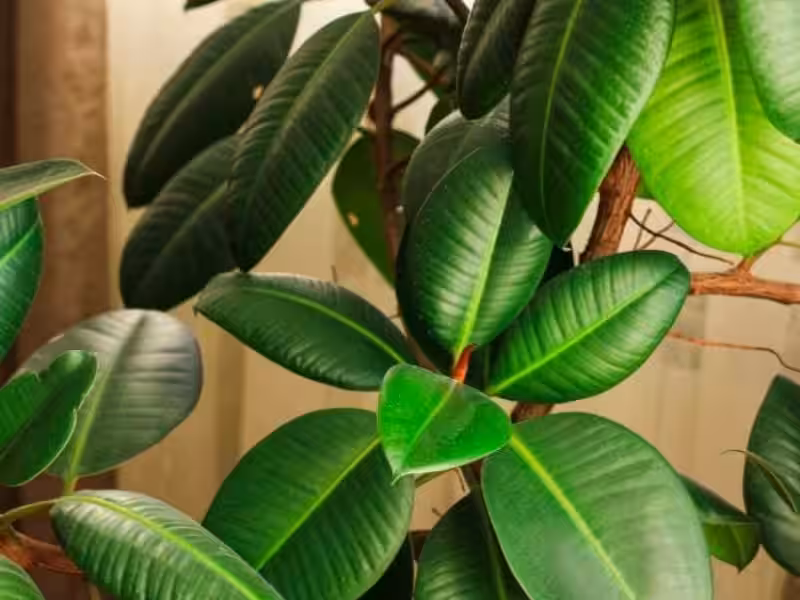 planta_hule_cuidados