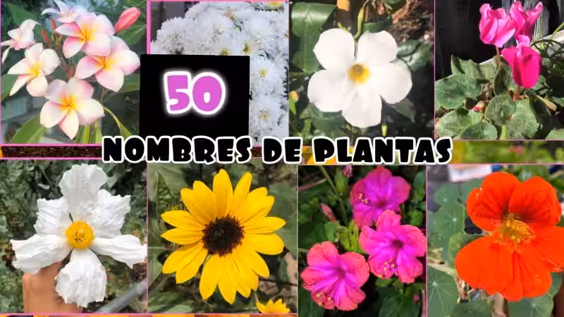 plantas_nombres