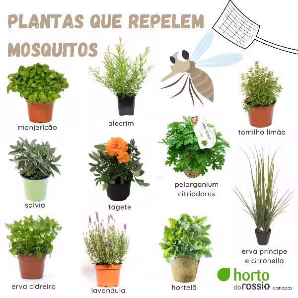 plantas_repelentes_de_mosquitos