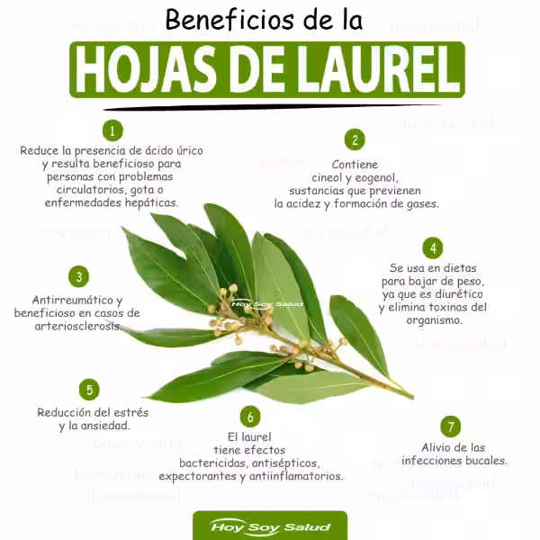 propiedades_del_laurel_para_adelgazar