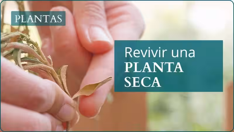 revivir_plantas_secas
