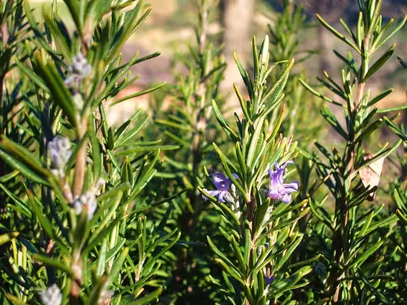 romero_planta_medicinal