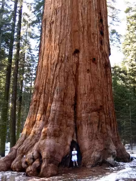 secuoya_gigante