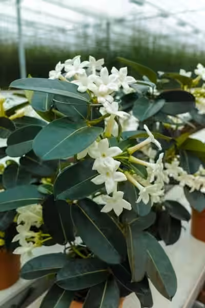 stephanotis