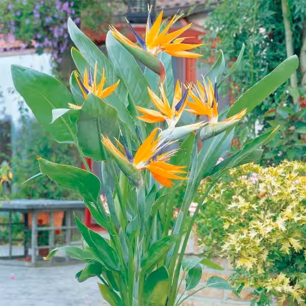 strelitzia