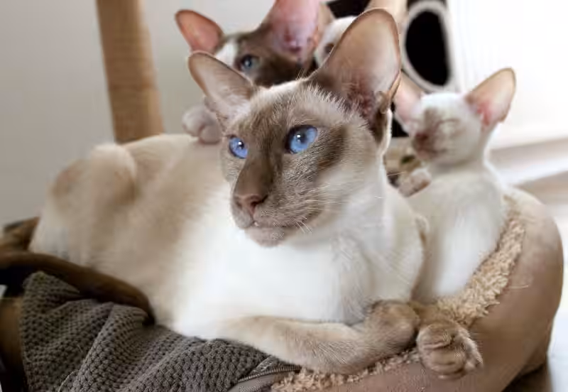 tipos_de_gatos_siameses