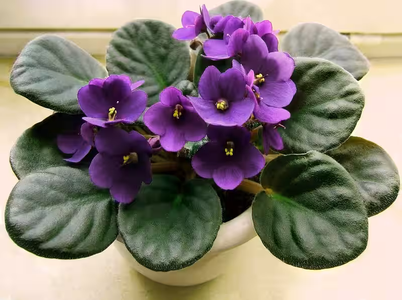 violeta_africana_cuidados