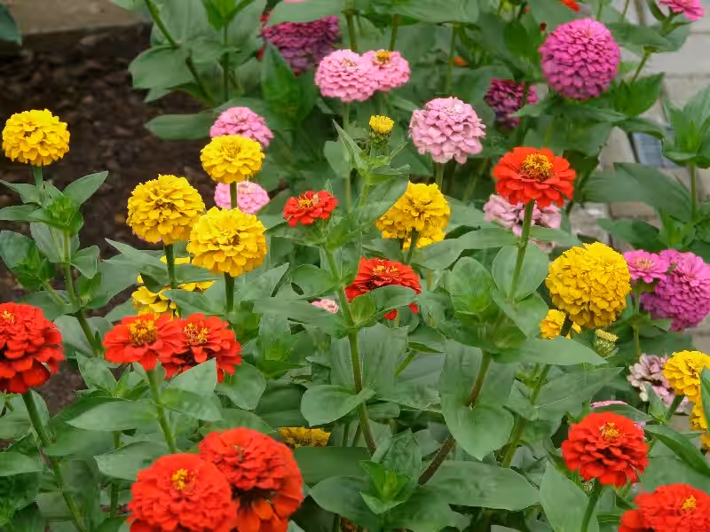 zinnia_flower